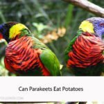 Can Parakeets Eat Potatoes