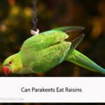 Can Parakeets Eat Raisins