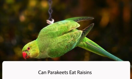 Can Parakeets Eat Raisins