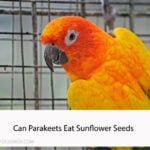 Can Parakeets Eat Sunflower Seeds