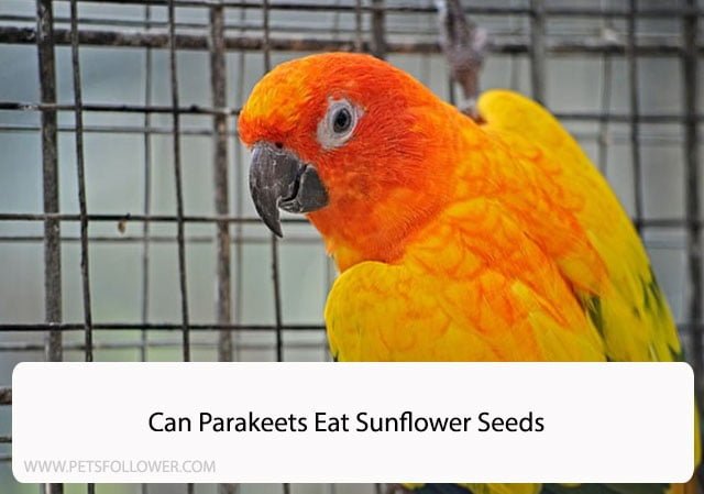 Can Parakeets Eat Sunflower Seeds