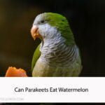 Can Parakeets Eat Watermelon