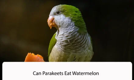Can Parakeets Eat Watermelon
