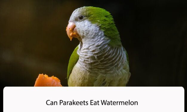 Can Parakeets Eat Watermelon