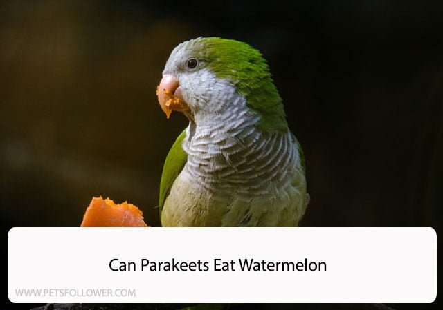 Can Parakeets Eat Watermelon
