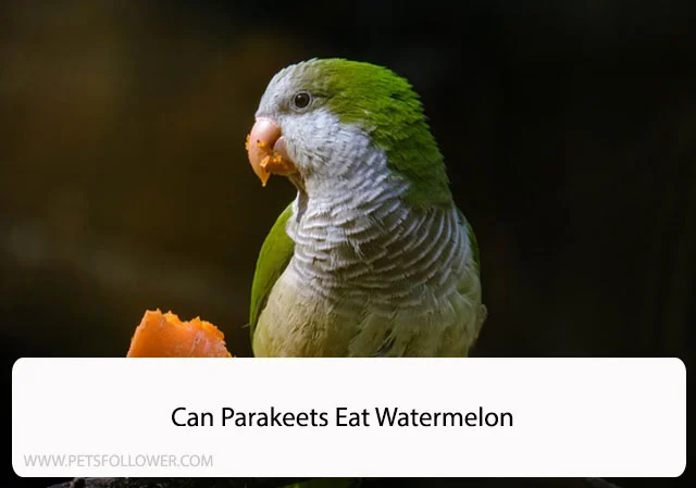 Can Parakeets Eat Watermelon
