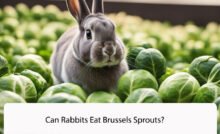 Can Rabbits Eat Brussels Sprouts