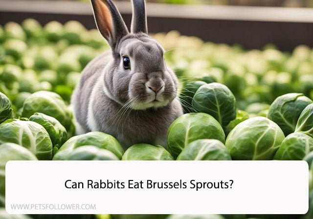 Can Rabbits Eat Brussels Sprouts?