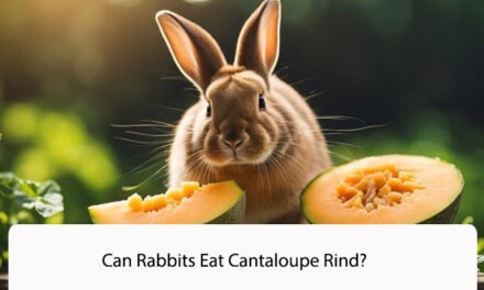 Can Rabbits Eat Cantaloupe Rind?
