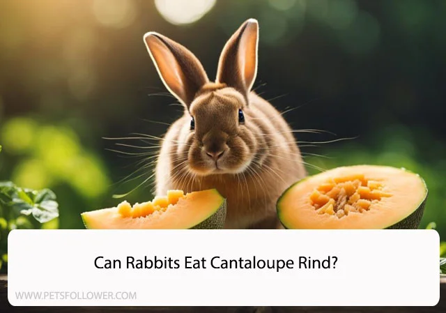 Can Rabbits Eat Cantaloupe Rind