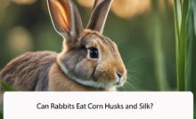 Can Rabbits Eat Corn Husks and Silk