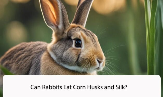 Can Rabbits Eat Corn Husks and Silk?