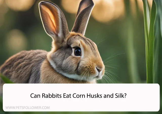 Can Rabbits Eat Corn Husks and Silk