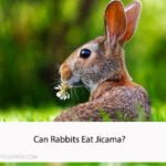 Can Rabbits Eat Jicama
