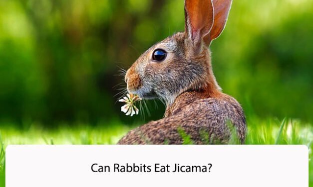 Can Rabbits Eat Jicama