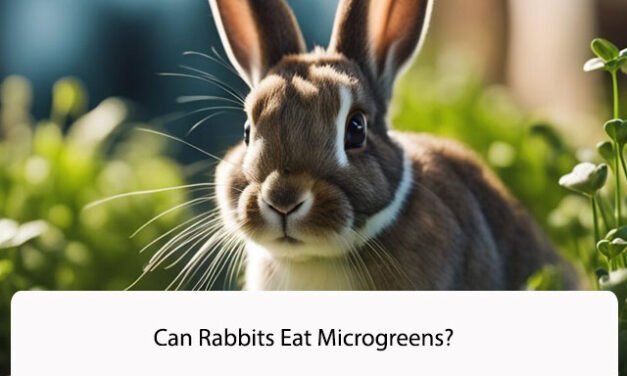 Can Rabbits Eat Microgreens