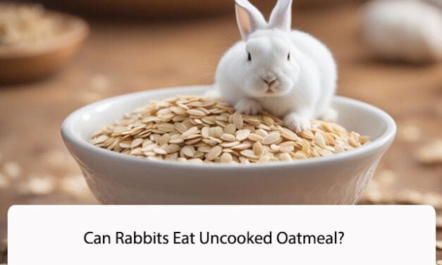 Can Rabbits Eat Uncooked Oatmeal?