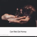 Can Rats Eat Honey