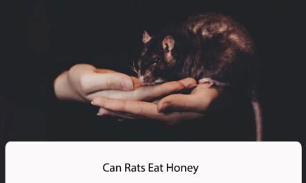 Can Rats Eat Honey