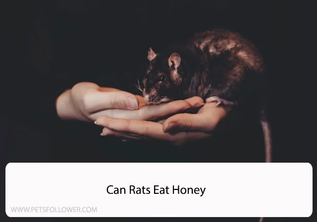 Can Rats Eat Honey