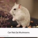 Can Rats Eat Mushrooms