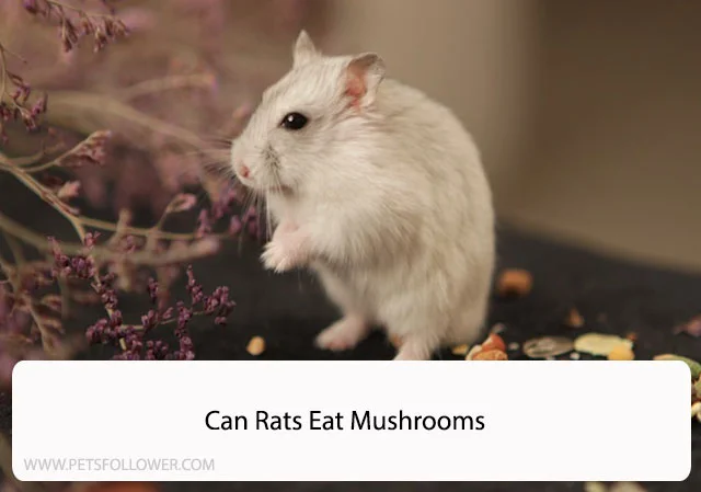 Can Rats Eat Mushrooms