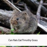 Can Rats Eat Timothy Grass