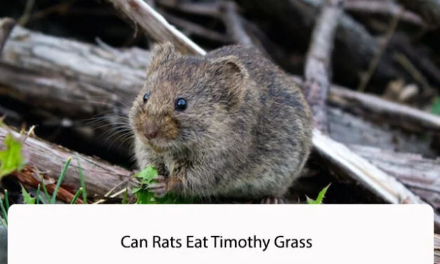 Can Rats Eat Timothy Grass