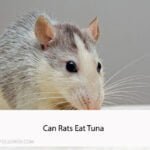 Can Rats Eat Tuna