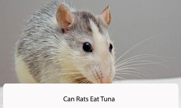 Can Rats Eat Tuna