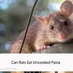 Can Rats Eat Uncooked Pasta