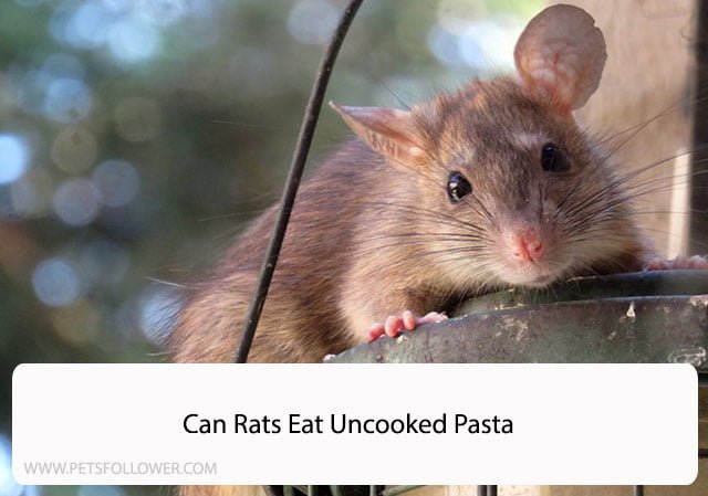 Can Rats Eat Uncooked Pasta