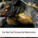 Can Red Foot Tortoise Eat Watermelon