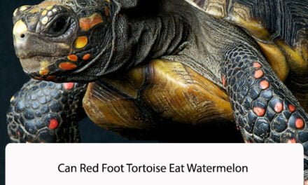 Can Red Foot Tortoise Eat Watermelon