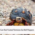 Can Red Footed Tortoises Eat Bell Peppers