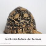Can Russian Tortoises Eat Bananas