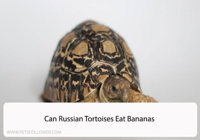 Can Russian Tortoises Eat Bananas