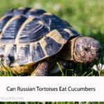 Can Russian Tortoises Eat Cucumbers