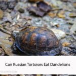 Can Russian Tortoises Eat Dandelions