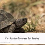 Can Russian Tortoises Eat Parsley