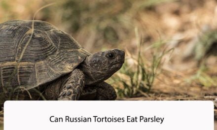 Can Russian Tortoises Eat Parsley