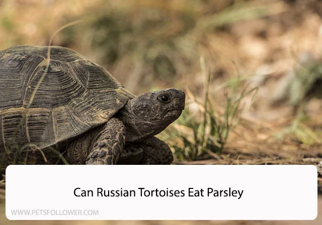 Can Russian Tortoises Eat Parsley