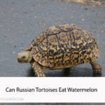 Can Russian Tortoises Eat Watermelon
