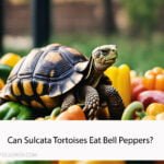 Can Sulcata Tortoises Eat Bell Peppers