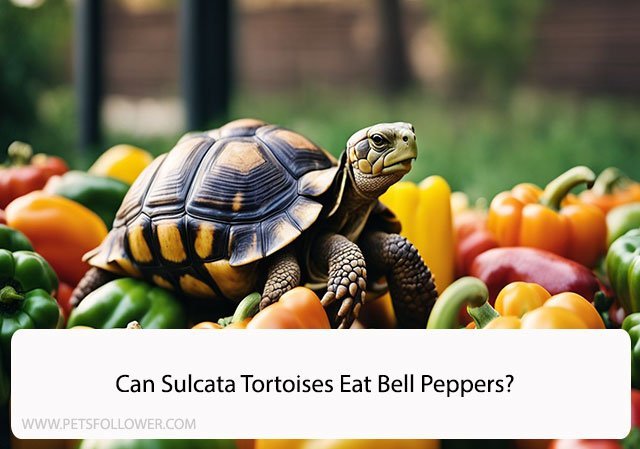 Can Sulcata Tortoises Eat Bell Peppers?