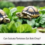Can Sulcata Tortoises Eat Bok Choy