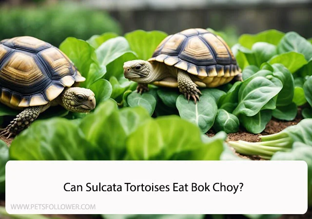 Can Sulcata Tortoises Eat Bok Choy