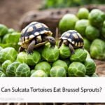 Can Sulcata Tortoises Eat Brussel Sprouts