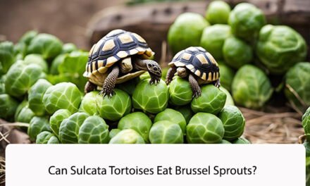 Can Sulcata Tortoises Eat Brussel Sprouts?