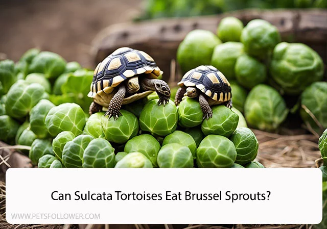 Can Sulcata Tortoises Eat Brussel Sprouts